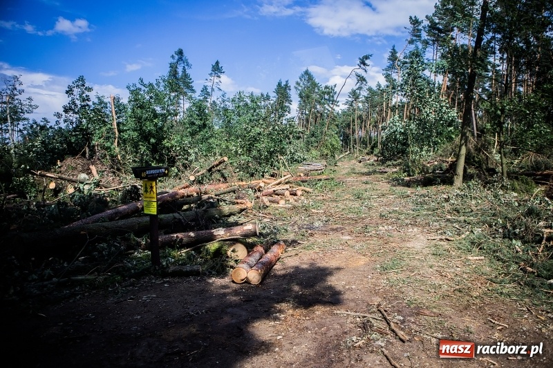 Zdjęcie w galerii na portalu naszraciborz.pl: Sprzątanie lasów wokół Kuźni potrwa 2 lata. Straty mogą przekroczyć 85 mln zł. Szef polskich leśników gościł dziś w naszym powiecie wiadomości z regionu