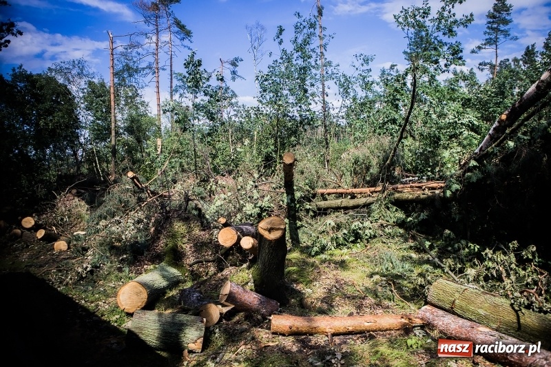 Zdjęcie w galerii na portalu naszraciborz.pl: Sprzątanie lasów wokół Kuźni potrwa 2 lata. Straty mogą przekroczyć 85 mln zł. Szef polskich leśników gościł dziś w naszym powiecie wiadomości z regionu