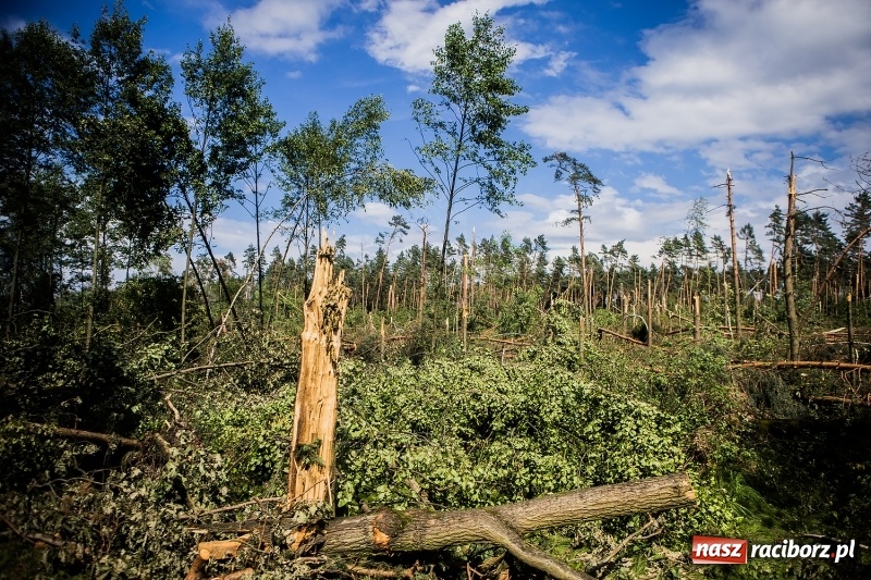 Zdjęcie w galerii na portalu naszraciborz.pl: Sprzątanie lasów wokół Kuźni potrwa 2 lata. Straty mogą przekroczyć 85 mln zł. Szef polskich leśników gościł dziś w naszym powiecie wiadomości z regionu