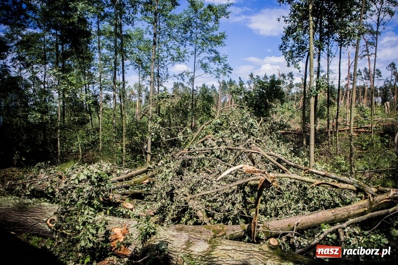 Zdjęcie w galerii na portalu naszraciborz.pl: Sprzątanie lasów wokół Kuźni potrwa 2 lata. Straty mogą przekroczyć 85 mln zł. Szef polskich leśników gościł dziś w naszym powiecie wiadomości z regionu