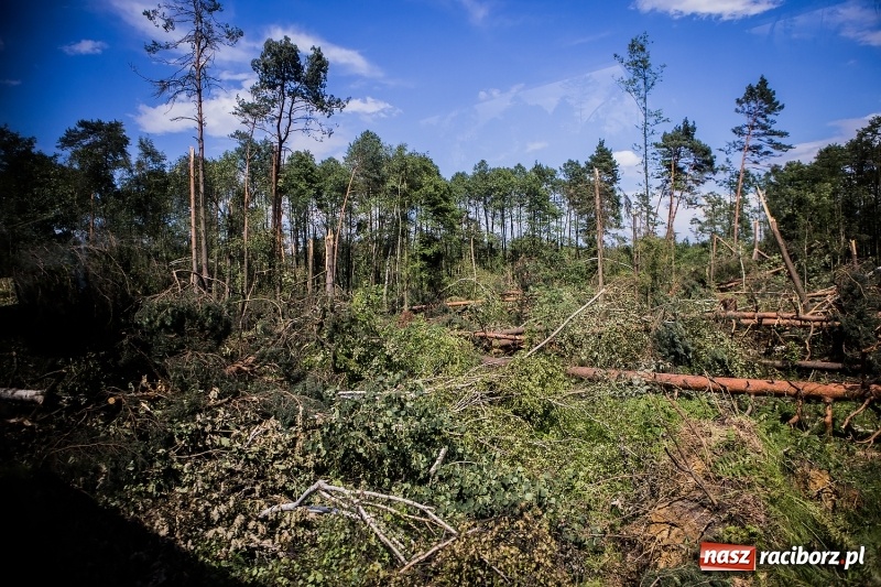 Zdjęcie w galerii na portalu naszraciborz.pl: Sprzątanie lasów wokół Kuźni potrwa 2 lata. Straty mogą przekroczyć 85 mln zł. Szef polskich leśników gościł dziś w naszym powiecie wiadomości z regionu