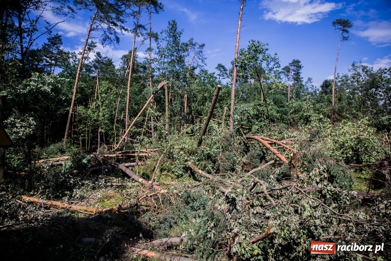Zdjęcie w galerii na portalu naszraciborz.pl: Sprzątanie lasów wokół Kuźni potrwa 2 lata. Straty mogą przekroczyć 85 mln zł. Szef polskich leśników gościł dziś w naszym powiecie wiadomości z regionu