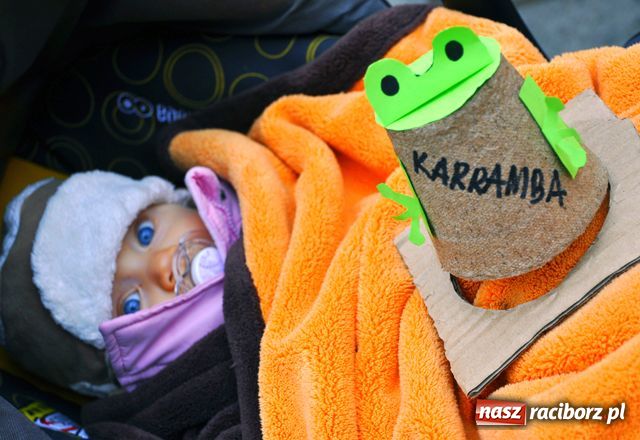 Zdjęcie w galerii na portalu naszraciborz.pl: Karramba, czyli latające żaby wiadomości z regionu