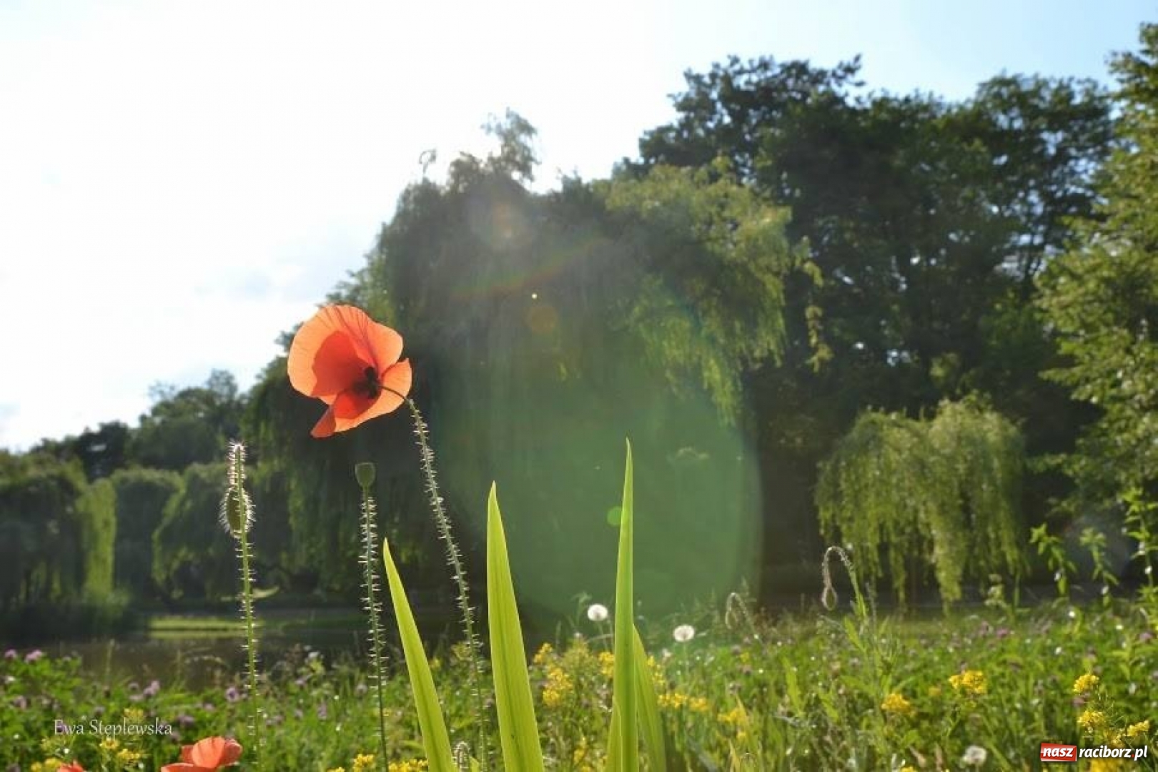 Zdjęcie w galerii na portalu naszraciborz.pl: Racibórz okiem przybysza FOTOGRAFIE  wiadomości z regionu