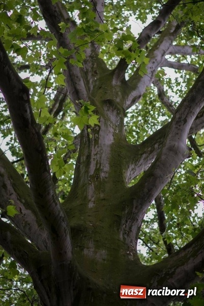 Zdjęcie w galerii na portalu naszraciborz.pl: Racibórz okiem przybysza FOTOGRAFIE  wiadomości z regionu