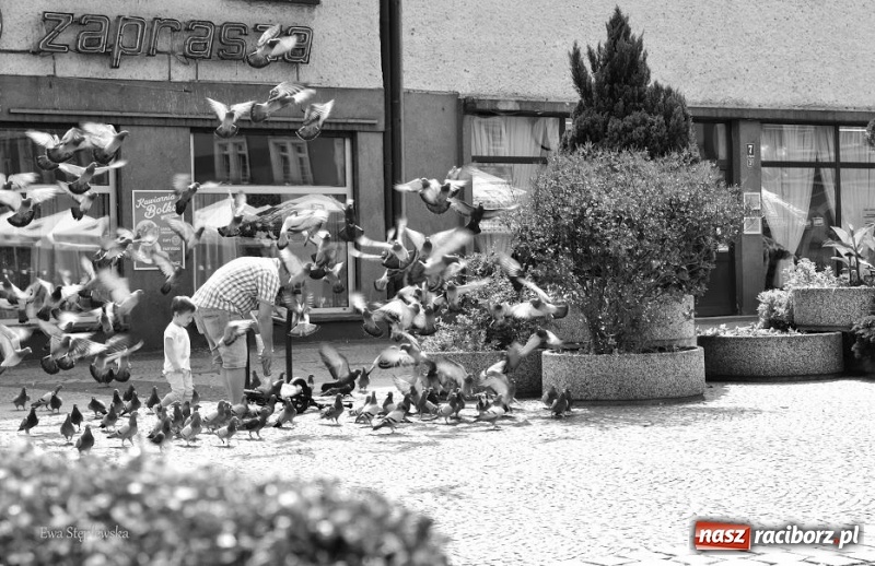 Zdjęcie w galerii na portalu naszraciborz.pl: Racibórz okiem przybysza FOTOGRAFIE  wiadomości z regionu