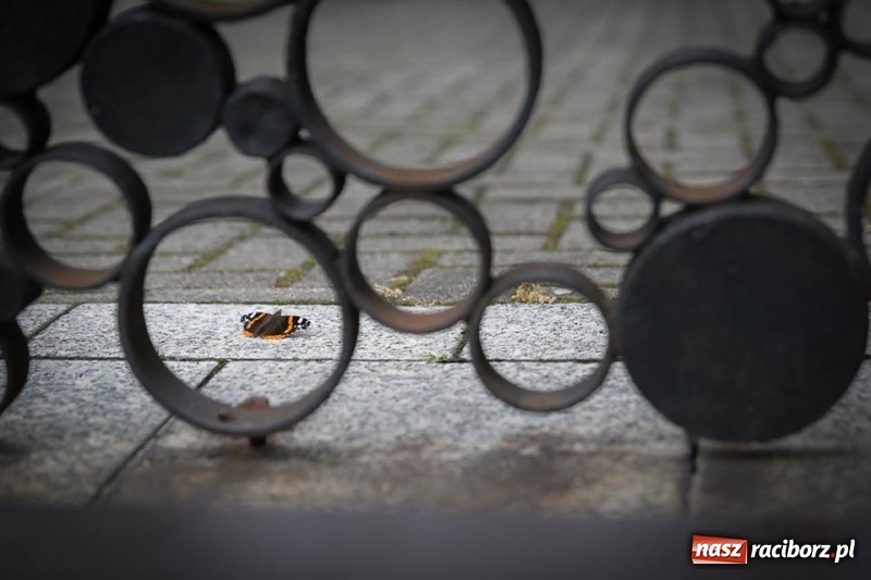 Zdjęcie w galerii na portalu naszraciborz.pl: Racibórz okiem przybysza FOTOGRAFIE  wiadomości z regionu