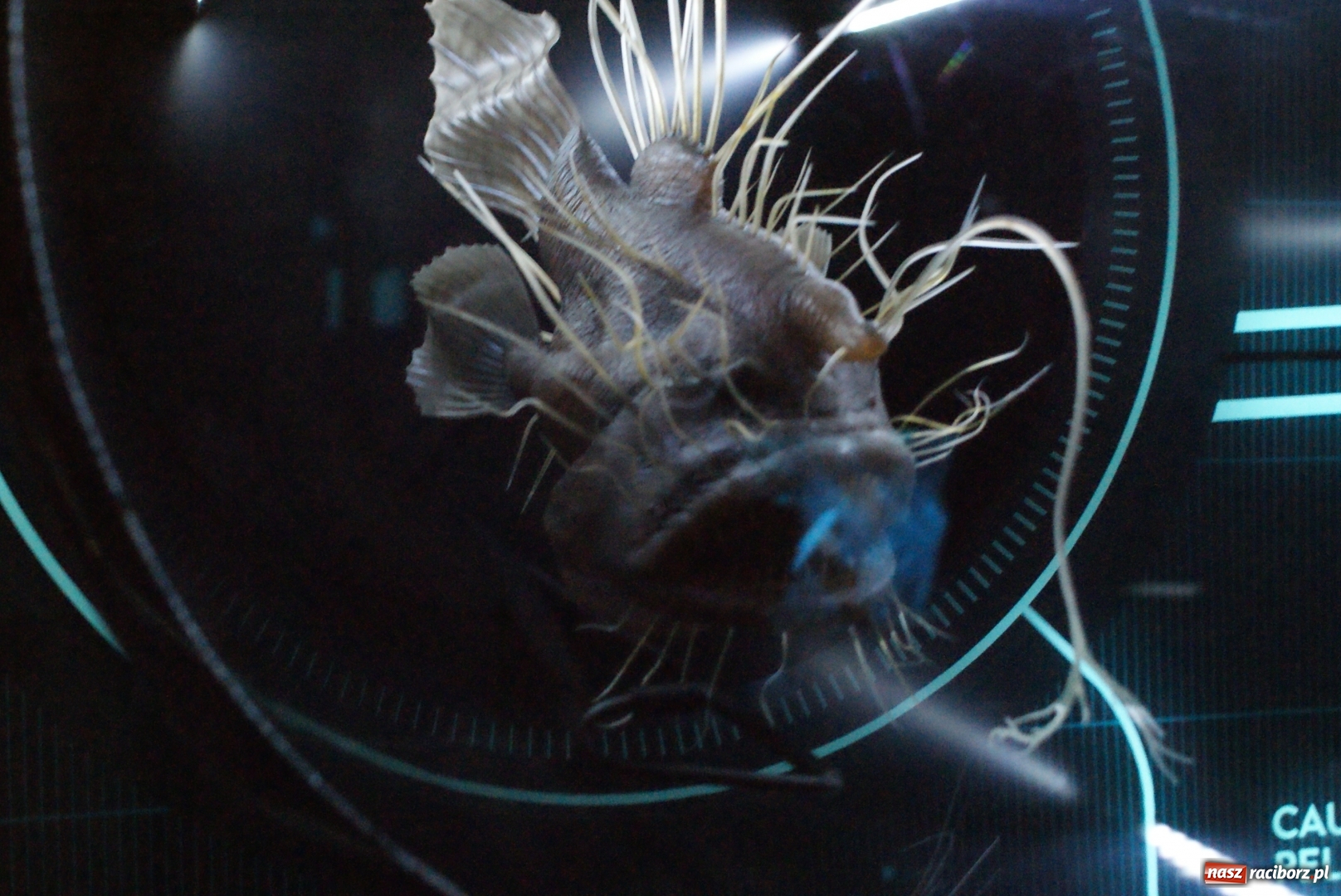 Zdjęcie w galerii na portalu naszraciborz.pl: Mnóstwo atrakcji podczas trzeciego tygodnia wakacji z klubem SM Nowoczesna wiadomości z regionu