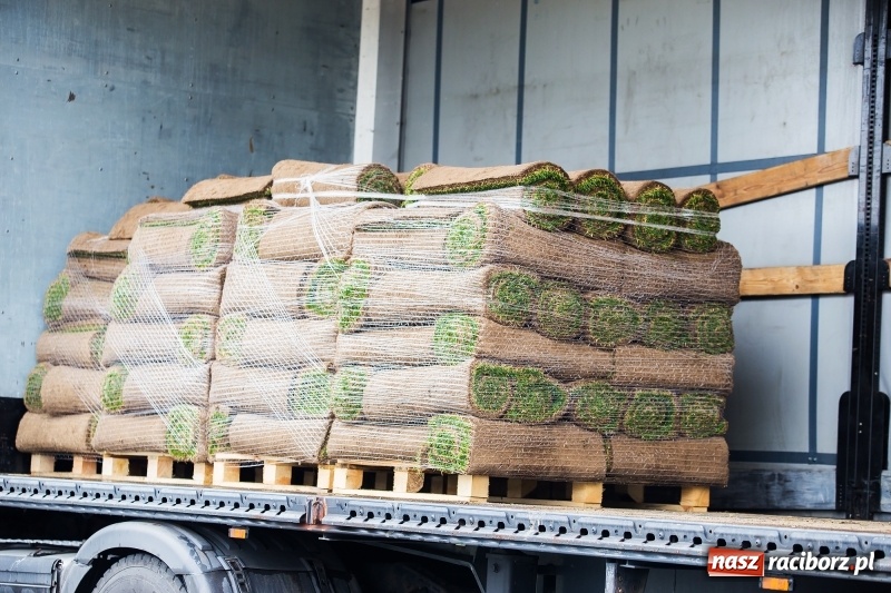 Zdjęcie w galerii na portalu naszraciborz.pl: Murawa raciborskiego stadionu już się zieleni  wiadomości z regionu
