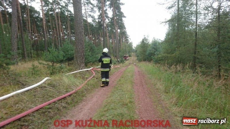 Zdjęcie w galerii na portalu naszraciborz.pl: Wtorek strażaków minął pod znakiem ćwiczeń. Tym razem symulowano pożar lasu wiadomości z regionu
