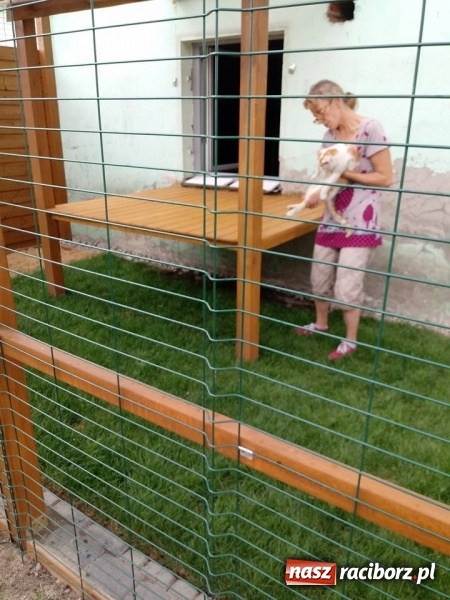 Zdjęcie w galerii na portalu naszraciborz.pl: Koty z raciborskiego schroniska mają swój wybieg  wiadomości z regionu