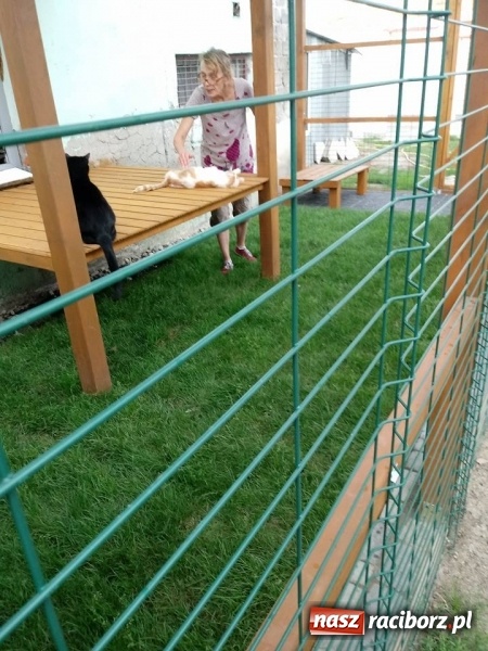 Zdjęcie w galerii na portalu naszraciborz.pl: Koty z raciborskiego schroniska mają swój wybieg  wiadomości z regionu