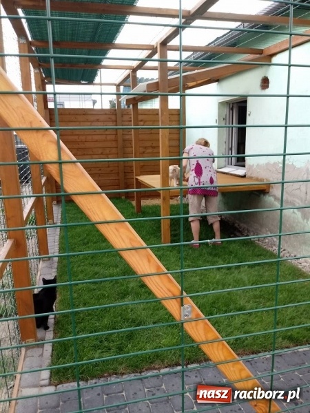 Zdjęcie w galerii na portalu naszraciborz.pl: Koty z raciborskiego schroniska mają swój wybieg  wiadomości z regionu