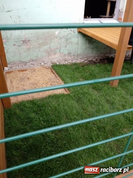 Zdjęcie w galerii na portalu naszraciborz.pl: Koty z raciborskiego schroniska mają swój wybieg  wiadomości z regionu