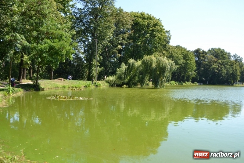 Zdjęcie w galerii na portalu naszraciborz.pl: Kazimierz Cieślak najlepszym wędkarzem wśród emerytów i rencistów podczas zawodów w Tworkowie wiadomości z regionu