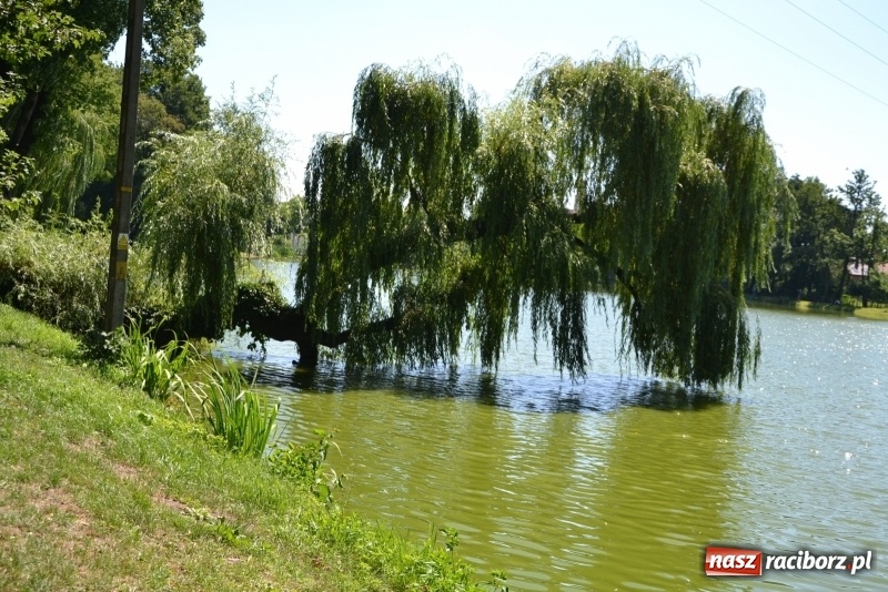 Zdjęcie w galerii na portalu naszraciborz.pl: Kazimierz Cieślak najlepszym wędkarzem wśród emerytów i rencistów podczas zawodów w Tworkowie wiadomości z regionu