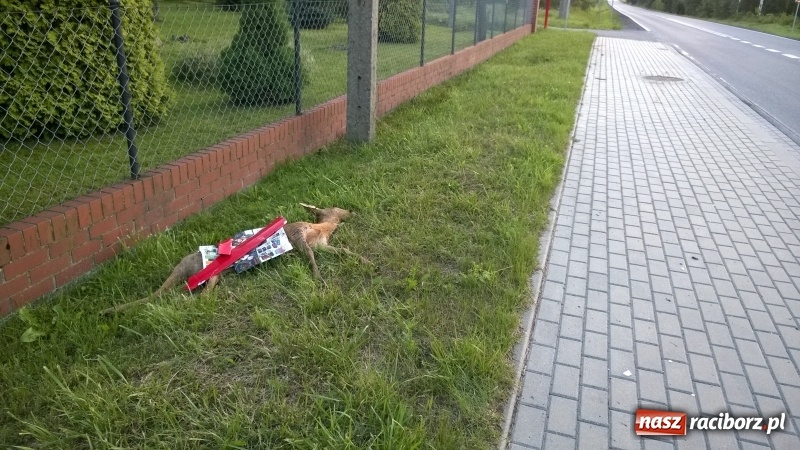 Zdjęcie w galerii na portalu naszraciborz.pl: Martwa sarna od kilku dni leży przy drodze w Nędzy - list od zrozpaczonego Czytelnika wiadomości z regionu