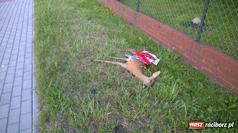 Zdjęcie w galerii na portalu naszraciborz.pl: Martwa sarna od kilku dni leży przy drodze w Nędzy - list od zrozpaczonego Czytelnika wiadomości z regionu