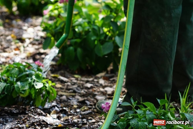 Zdjęcie w galerii na portalu naszraciborz.pl: W upały ochłoda także dla roślin - miasto dba o drzewa, krzewy i kwietniki wiadomości z regionu