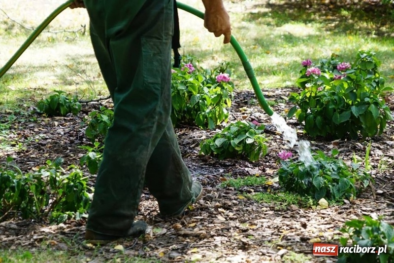 Zdjęcie w galerii na portalu naszraciborz.pl: W upały ochłoda także dla roślin - miasto dba o drzewa, krzewy i kwietniki wiadomości z regionu