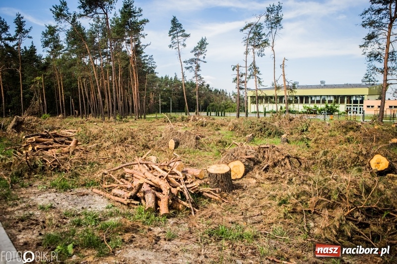 Zdjęcie w galerii na portalu naszraciborz.pl: Las 3,5 tygodnia po huraganie - trwają prace porządkowe z udziałem kilkudziesięciu osób wiadomości z regionu