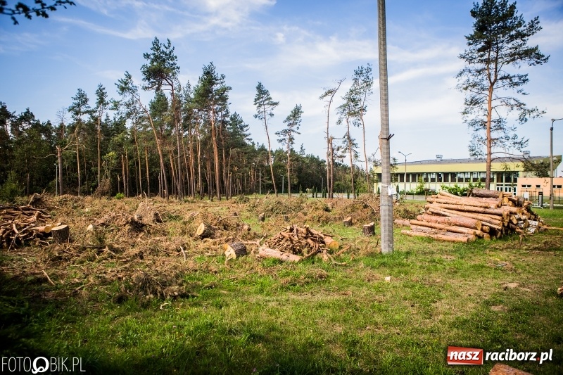 Zdjęcie w galerii na portalu naszraciborz.pl: Las 3,5 tygodnia po huraganie - trwają prace porządkowe z udziałem kilkudziesięciu osób wiadomości z regionu
