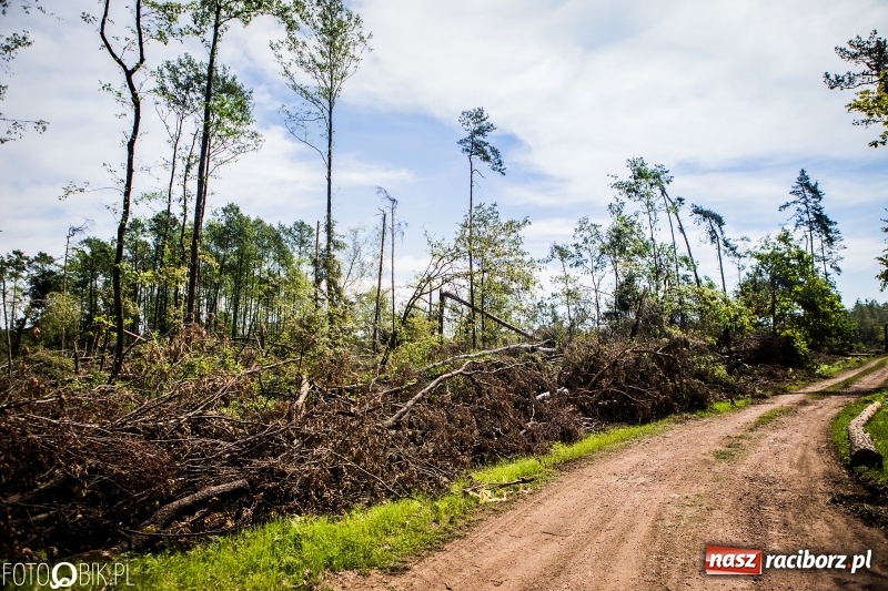 Zdjęcie w galerii na portalu naszraciborz.pl: Las 3,5 tygodnia po huraganie - trwają prace porządkowe z udziałem kilkudziesięciu osób wiadomości z regionu