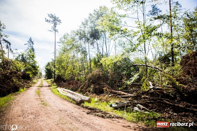 Zdjęcie w galerii na portalu naszraciborz.pl: Las 3,5 tygodnia po huraganie - trwają prace porządkowe z udziałem kilkudziesięciu osób wiadomości z regionu