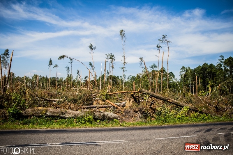 Zdjęcie w galerii na portalu naszraciborz.pl: Las 3,5 tygodnia po huraganie - trwają prace porządkowe z udziałem kilkudziesięciu osób wiadomości z regionu