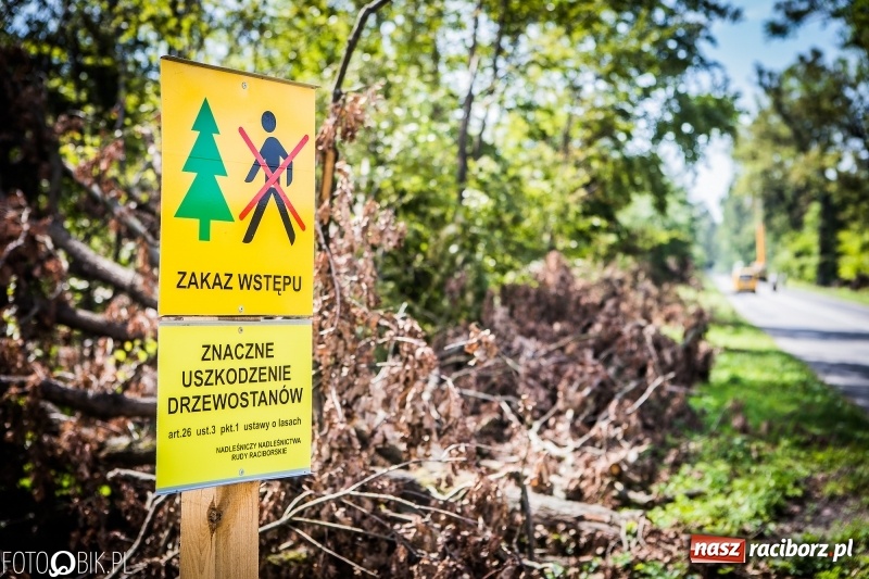 Zdjęcie w galerii na portalu naszraciborz.pl: Las 3,5 tygodnia po huraganie - trwają prace porządkowe z udziałem kilkudziesięciu osób wiadomości z regionu