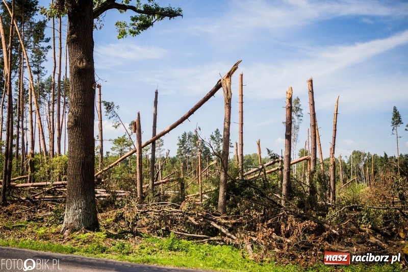 Zdjęcie w galerii na portalu naszraciborz.pl: Las 3,5 tygodnia po huraganie - trwają prace porządkowe z udziałem kilkudziesięciu osób wiadomości z regionu