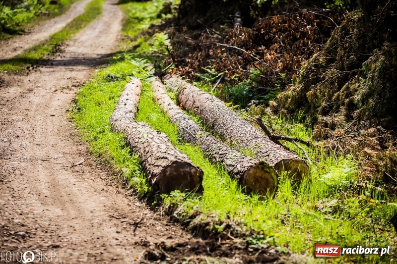 Zdjęcie w galerii na portalu naszraciborz.pl: Las 3,5 tygodnia po huraganie - trwają prace porządkowe z udziałem kilkudziesięciu osób wiadomości z regionu