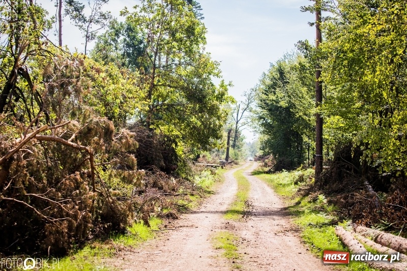 Zdjęcie w galerii na portalu naszraciborz.pl: Las 3,5 tygodnia po huraganie - trwają prace porządkowe z udziałem kilkudziesięciu osób wiadomości z regionu