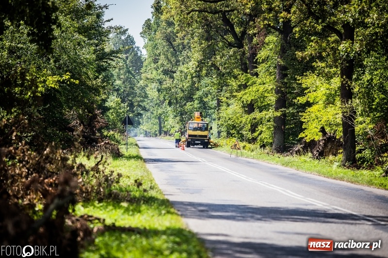 Zdjęcie w galerii na portalu naszraciborz.pl: Las 3,5 tygodnia po huraganie - trwają prace porządkowe z udziałem kilkudziesięciu osób wiadomości z regionu