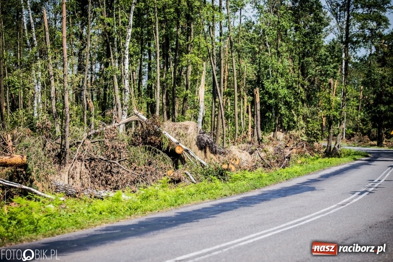 Zdjęcie w galerii na portalu naszraciborz.pl: Las 3,5 tygodnia po huraganie - trwają prace porządkowe z udziałem kilkudziesięciu osób wiadomości z regionu