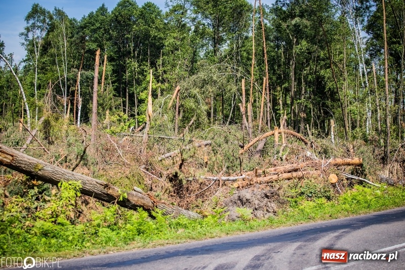 Zdjęcie w galerii na portalu naszraciborz.pl: Las 3,5 tygodnia po huraganie - trwają prace porządkowe z udziałem kilkudziesięciu osób wiadomości z regionu