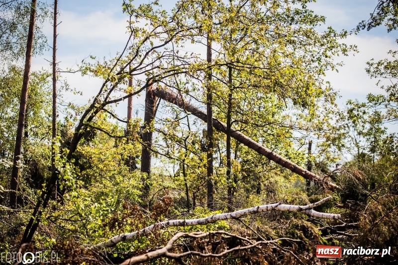 Zdjęcie w galerii na portalu naszraciborz.pl: Las 3,5 tygodnia po huraganie - trwają prace porządkowe z udziałem kilkudziesięciu osób wiadomości z regionu