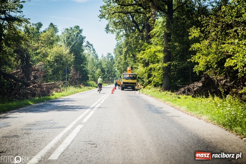 Zdjęcie w galerii na portalu naszraciborz.pl: Las 3,5 tygodnia po huraganie - trwają prace porządkowe z udziałem kilkudziesięciu osób wiadomości z regionu