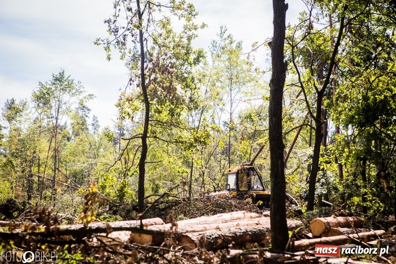 Zdjęcie w galerii na portalu naszraciborz.pl: Las 3,5 tygodnia po huraganie - trwają prace porządkowe z udziałem kilkudziesięciu osób wiadomości z regionu