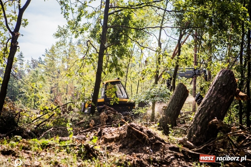 Zdjęcie w galerii na portalu naszraciborz.pl: Las 3,5 tygodnia po huraganie - trwają prace porządkowe z udziałem kilkudziesięciu osób wiadomości z regionu