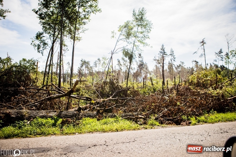Zdjęcie w galerii na portalu naszraciborz.pl: Las 3,5 tygodnia po huraganie - trwają prace porządkowe z udziałem kilkudziesięciu osób wiadomości z regionu