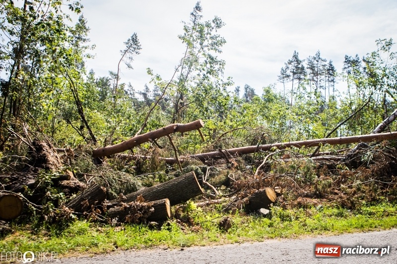 Zdjęcie w galerii na portalu naszraciborz.pl: Las 3,5 tygodnia po huraganie - trwają prace porządkowe z udziałem kilkudziesięciu osób wiadomości z regionu