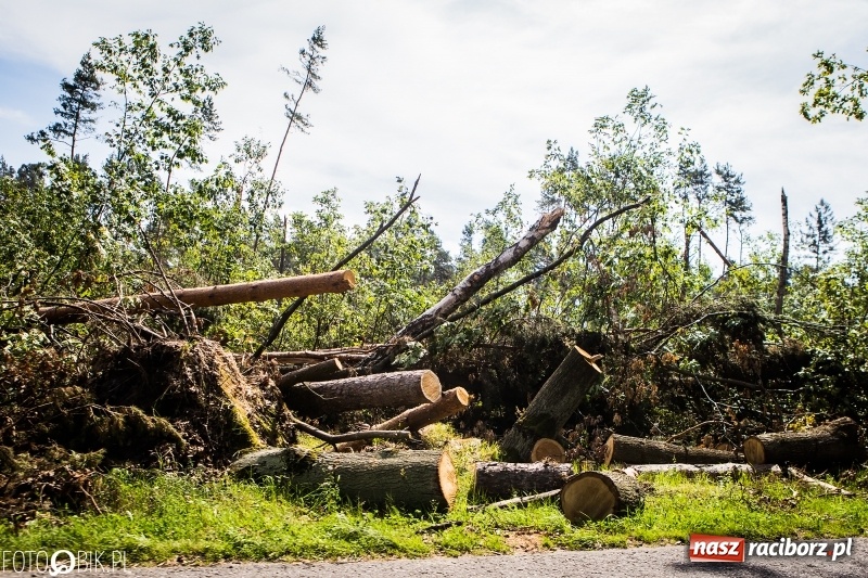 Zdjęcie w galerii na portalu naszraciborz.pl: Las 3,5 tygodnia po huraganie - trwają prace porządkowe z udziałem kilkudziesięciu osób wiadomości z regionu