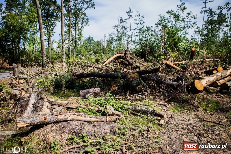 Zdjęcie w galerii na portalu naszraciborz.pl: Las 3,5 tygodnia po huraganie - trwają prace porządkowe z udziałem kilkudziesięciu osób wiadomości z regionu