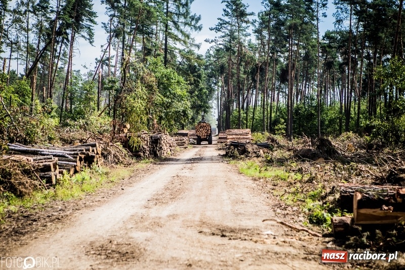 Zdjęcie w galerii na portalu naszraciborz.pl: Las 3,5 tygodnia po huraganie - trwają prace porządkowe z udziałem kilkudziesięciu osób wiadomości z regionu