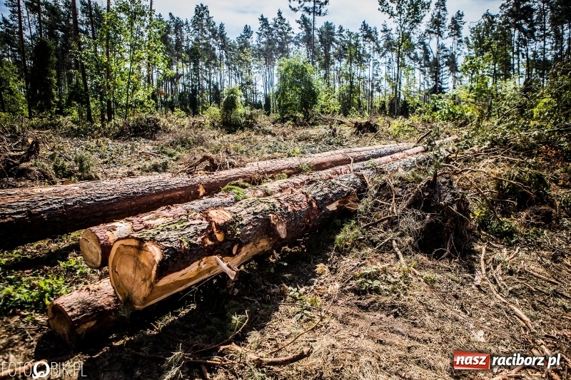 Zdjęcie w galerii na portalu naszraciborz.pl: Las 3,5 tygodnia po huraganie - trwają prace porządkowe z udziałem kilkudziesięciu osób wiadomości z regionu