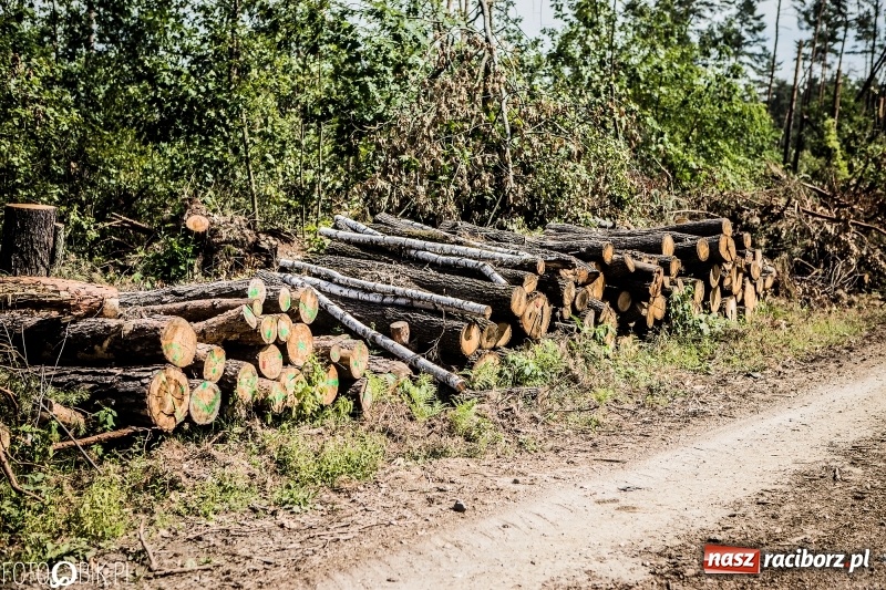 Zdjęcie w galerii na portalu naszraciborz.pl: Las 3,5 tygodnia po huraganie - trwają prace porządkowe z udziałem kilkudziesięciu osób wiadomości z regionu