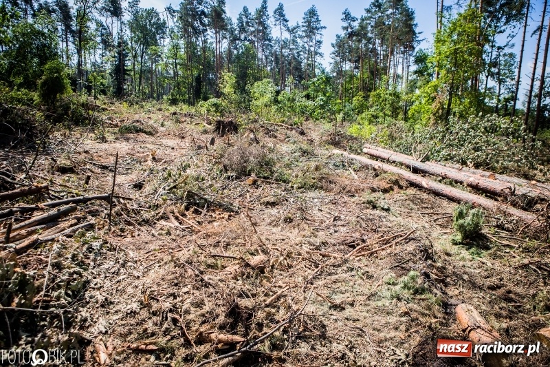 Zdjęcie w galerii na portalu naszraciborz.pl: Las 3,5 tygodnia po huraganie - trwają prace porządkowe z udziałem kilkudziesięciu osób wiadomości z regionu