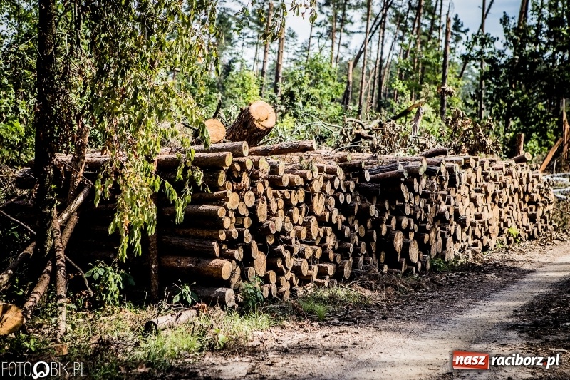 Zdjęcie w galerii na portalu naszraciborz.pl: Las 3,5 tygodnia po huraganie - trwają prace porządkowe z udziałem kilkudziesięciu osób wiadomości z regionu