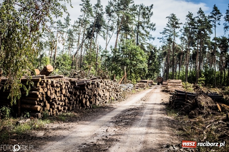Zdjęcie w galerii na portalu naszraciborz.pl: Las 3,5 tygodnia po huraganie - trwają prace porządkowe z udziałem kilkudziesięciu osób wiadomości z regionu